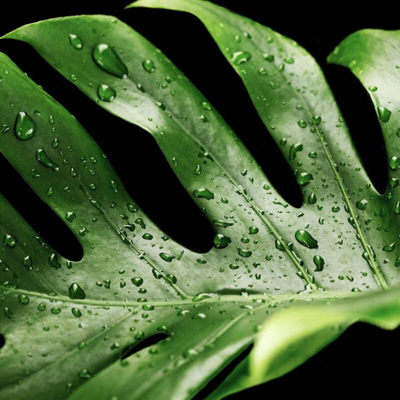 monstera planteblad med sort baggrund